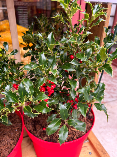 Planta de acebo