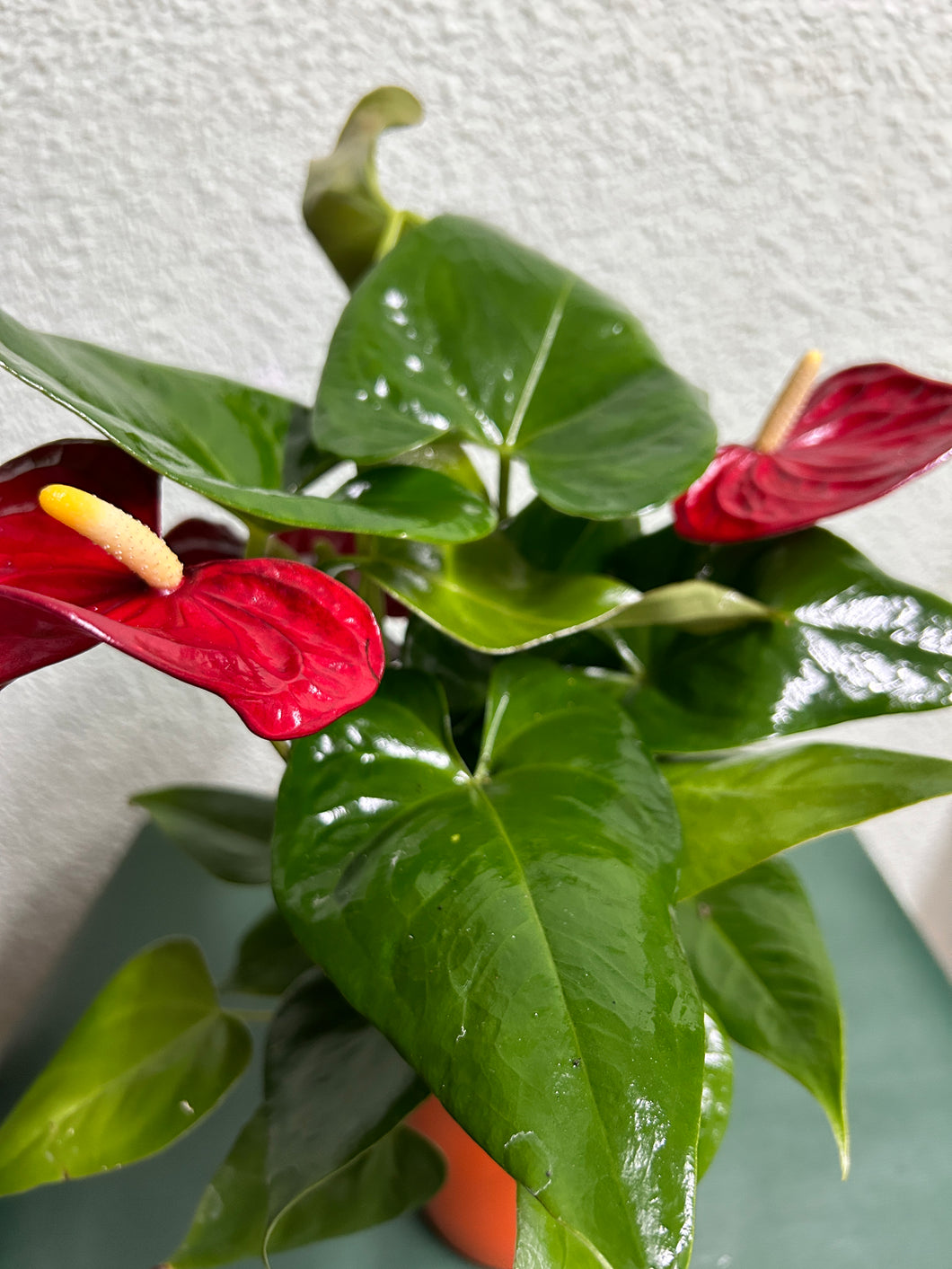 ANTHURIUM