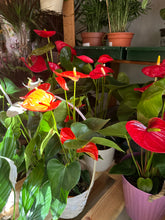 ANTHURIUM