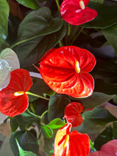 ANTHURIUM