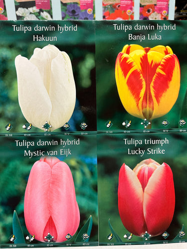Bulbo de tulipán