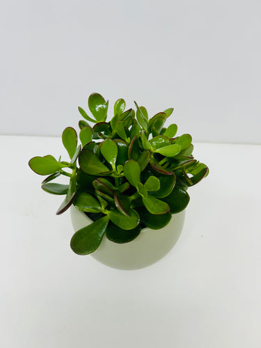 PLANTA DE JADE