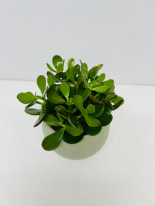 PLANTA DE JADE