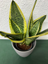 PLANTA DE SANSEVIERIA