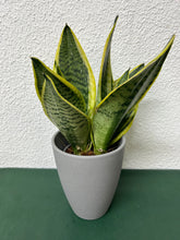 PLANTA DE SANSEVIERIA