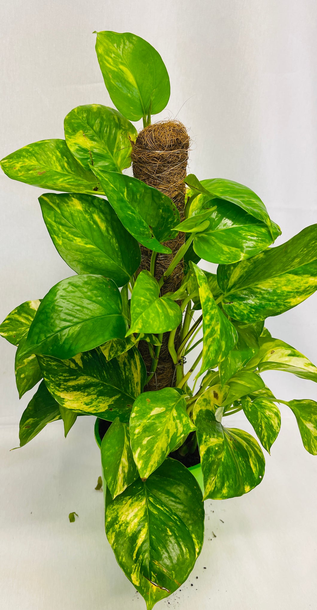 pothos tutor PLANTA POTHOS TUTOR – Las Mimosas Floristería