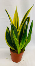 PLANTA DE SANSEVIERIA