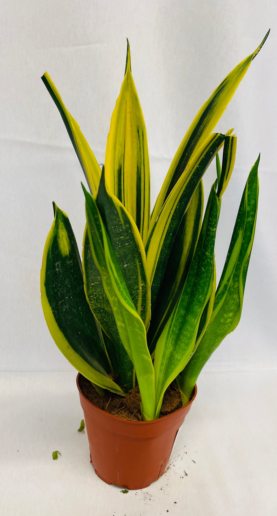 Planta de Sanseviera