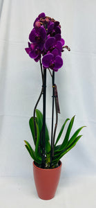 Planta de Orquídea