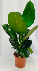 Planta de Ficus robusta