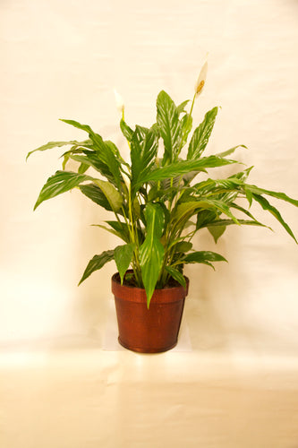 Planta Spatifilium