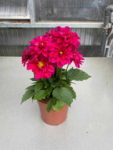 Dahlia fucsia