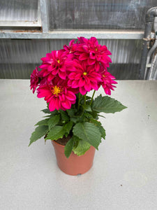 Dahlia fucsia