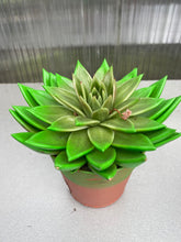 PLANTAS ECHEVERIA DE COLORES