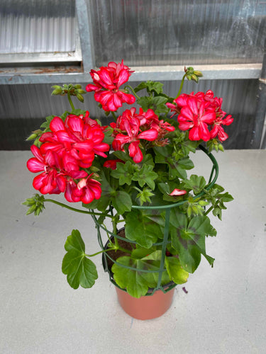 Geranio hiedra fucsia jaspeado