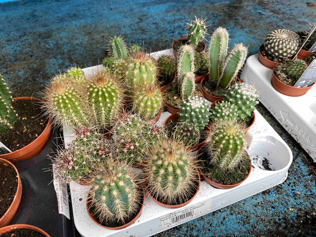 Copia de Surtido de cactus M5