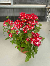 Verbena roja rayada blanca